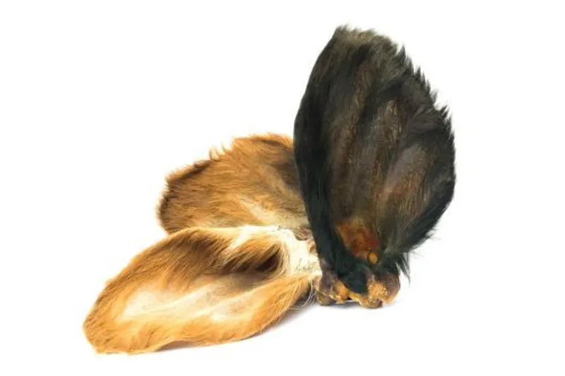 COWS EARS WITH HAIR x1